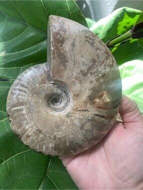 Large 5” fully polished ammonite fossil two sided